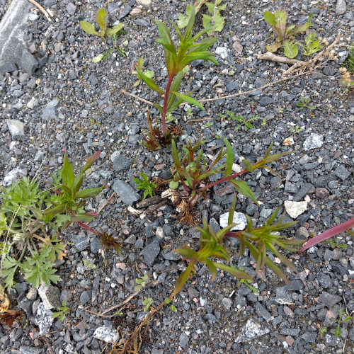 friendly plants network