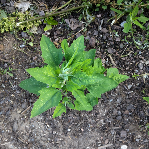 friendly plants network