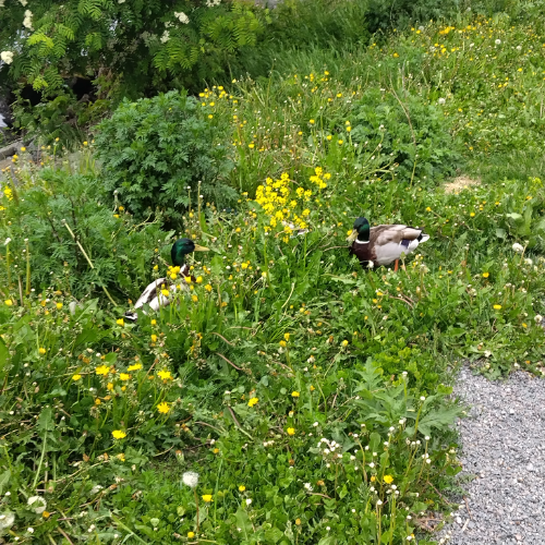 ducks foraging