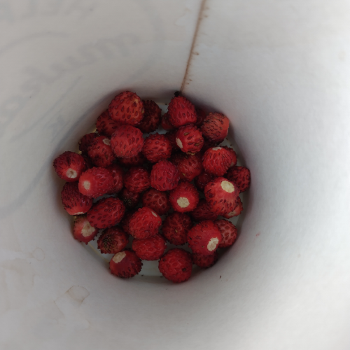 forest strawberries in a cup