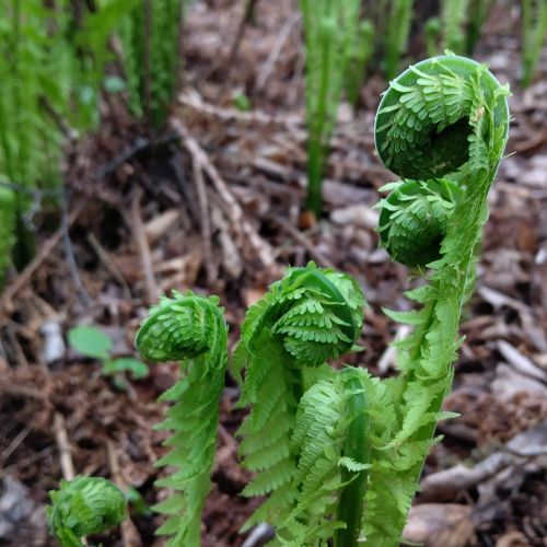 ostrich fern