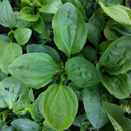 plantain