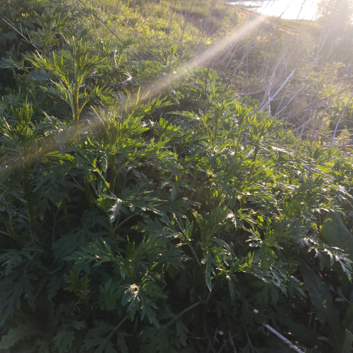 mugwort