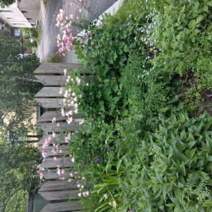 friendly plants network