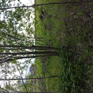 friendly plants network