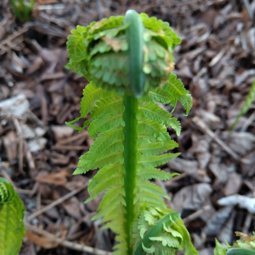 friendly plants network