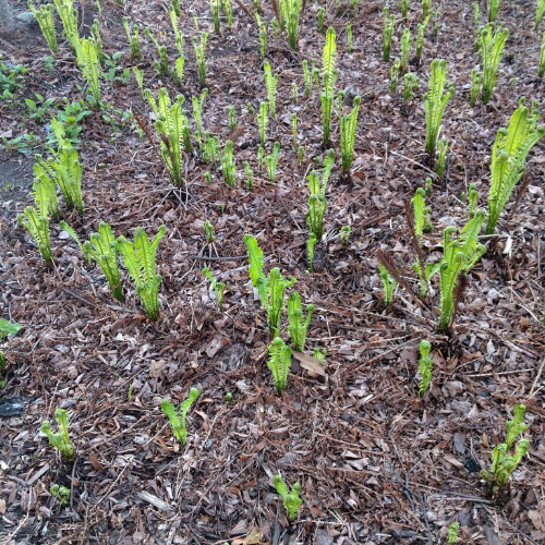 friendly plants network